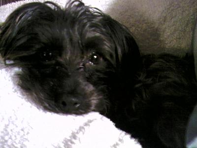 Beckham Bocephus